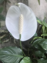 Spathiphyllum wallisii