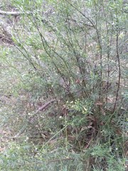Prostanthera linearis