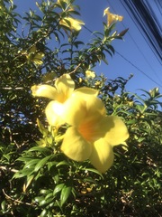 Allamanda cathartica