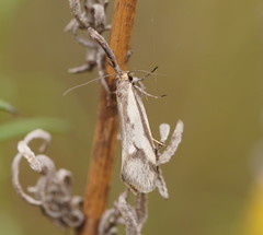 Philobota ellenella
