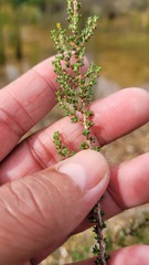 Cliffortia ericifolia