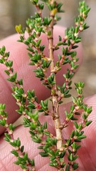 Cliffortia ericifolia