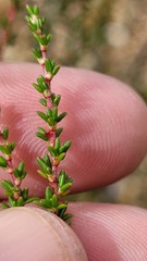 Cliffortia ericifolia
