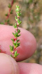 Cliffortia ericifolia