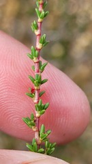 Cliffortia ericifolia