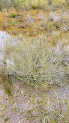 Cliffortia ericifolia