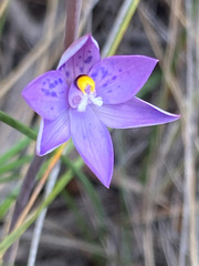 Thelymitra simulata