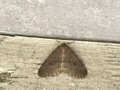 Operophtera fagata