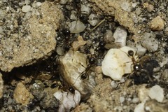 Pheidole capensis