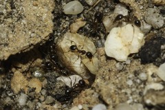 Pheidole capensis