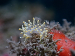 Piseinotecus