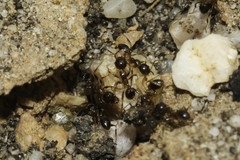Pheidole capensis