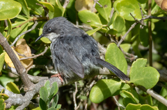 Apalis thoracica capensis