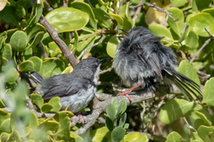 Apalis thoracica capensis
