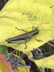 Parapodisma setouchiensis