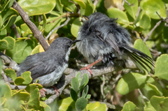 Apalis thoracica capensis