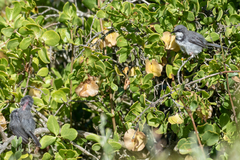 Apalis thoracica capensis