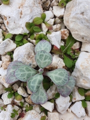 Silene ionica