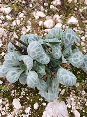 Silene ionica
