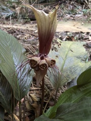 Tacca integrifolia