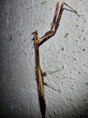 Toxoderidae