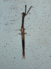 Toxoderidae