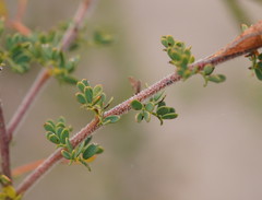 Acacia mitchellii