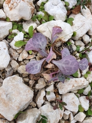 Silene ionica