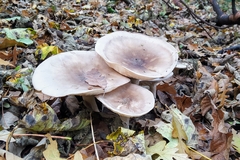 Infundibulicybe geotropa