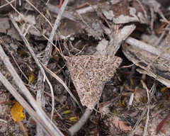 Dichromodes explanata