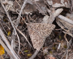 Dichromodes explanata