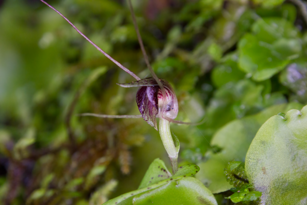Corybas rivularis