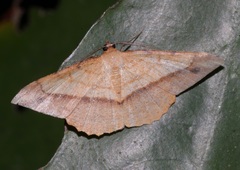 Pseudonadagara semicolor