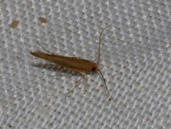 Pyroderces
