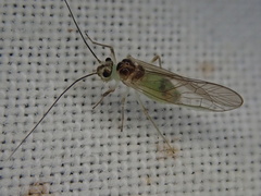 Stenopsocus