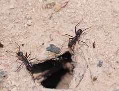 Rhytidoponera punctiventris