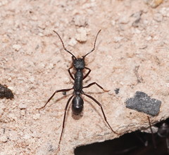 Rhytidoponera punctiventris