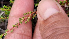 Cliffortia ericifolia