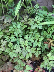 Geranium robertianum