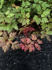Geranium robertianum