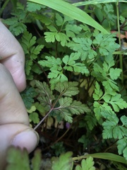 Geranium robertianum