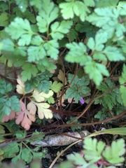 Geranium robertianum