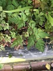 Geranium robertianum