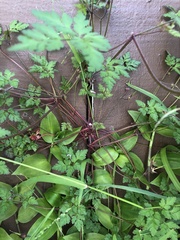 Geranium robertianum