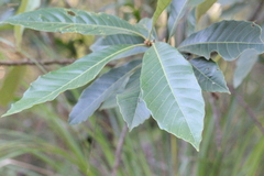Meliosma fordii