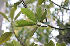 Meliosma fordii