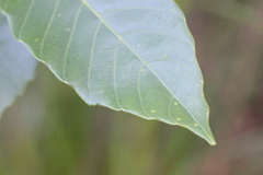 Meliosma fordii