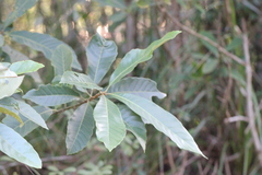 Meliosma fordii
