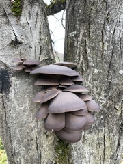 Pleurotus ostreatus
