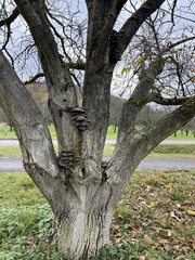 Pleurotus ostreatus